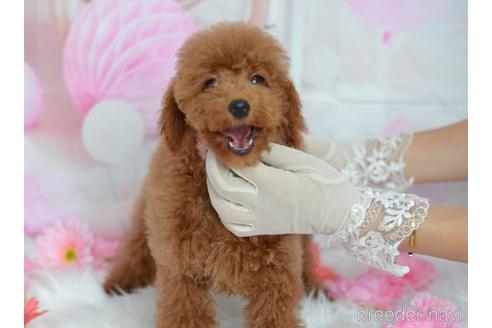 成約済の埼玉県のトイプードル-131125の5枚目